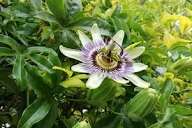 La pasiflora: una planta medicinal por excelencia