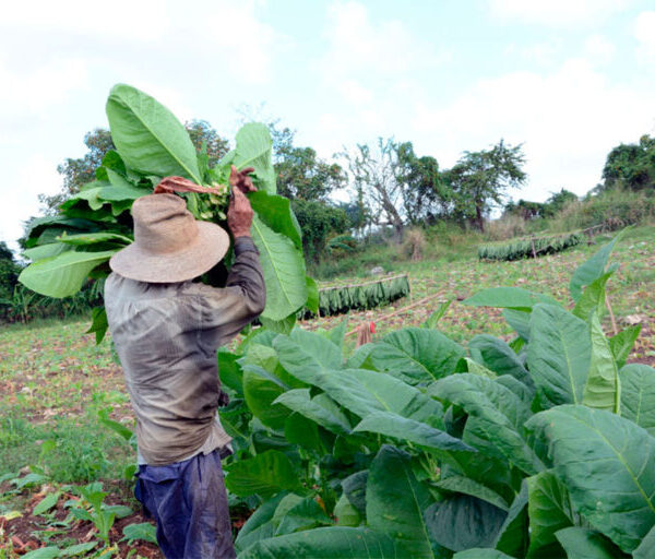 Cumplió Cabaiguán plan de siembra de tabaco sol en palo después de casi nueve años de deterioro productivo (+Audio)