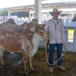 Consolidan mejoramiento genético en la Empresa Pecuaria Venegas