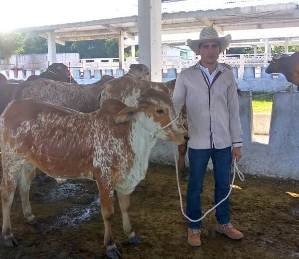 Consolidan mejoramiento genético en la Empresa Pecuaria Venegas