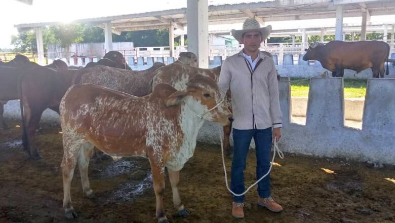 Consolidan mejoramiento genético en la Empresa Pecuaria Venegas