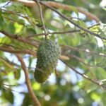 Instalarán en Yaguajay minindustria para procesar frutas con proyecto Minag- FAO- GEF