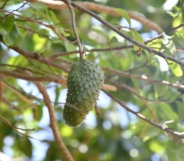 Instalarán en Yaguajay minindustria para procesar frutas con proyecto Minag- FAO- GEF