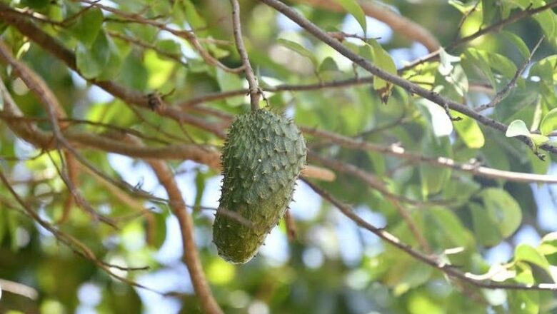 Instalarán en Yaguajay minindustria para procesar frutas con proyecto Minag- FAO- GEF