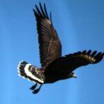 Avistan en Sancti Spíritus especie de gavilán casi amenazado de extinguirse