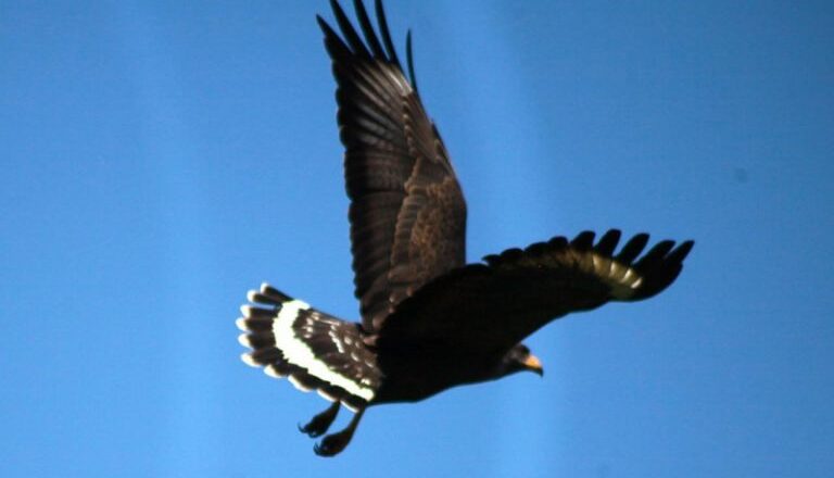 Avistan en Sancti Spíritus especie de gavilán casi amenazado de extinguirse