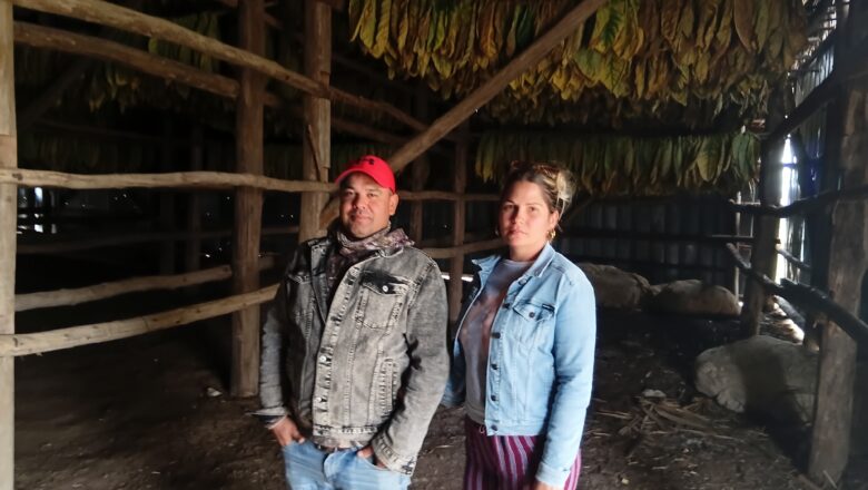 Yanovis Palomino: un joven enamorado de su primera vega (+ Video Podcast)