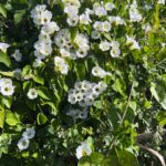 La mejor miel de abejas