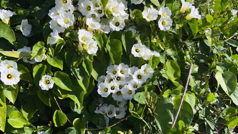 La mejor miel de abejas
