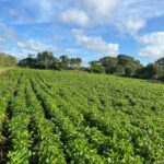 Los campesinos y sus costumbres