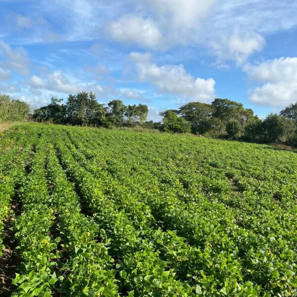Los campesinos y sus costumbres