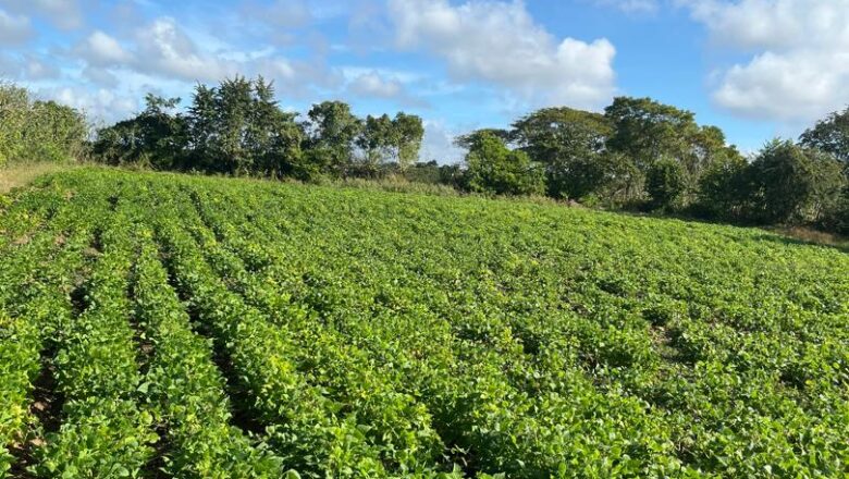 Los campesinos y sus costumbres