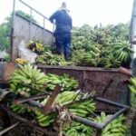 Incrementa Cabaiguán niveles de producción de alimentos pero no logra un sistema de comercialización eficiente (+Audio)