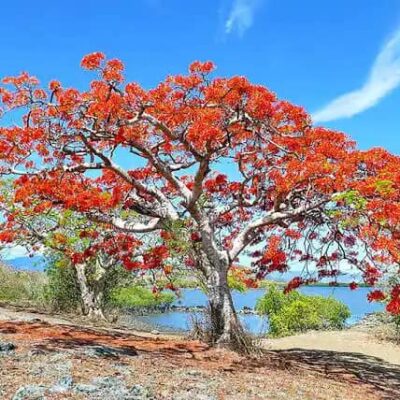 El Framboyán: una planta de reconocida belleza