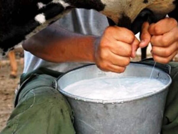 Garantizan electricidad productores élites cabaiguanenses a los termos de leche a partir del uso de energías renovables (+Audio)