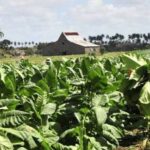 Reconocen productores cabaiguanenses beneficios del programa de desarrollo para la producción intensiva de la capa de tabaco tapado (+Audio)