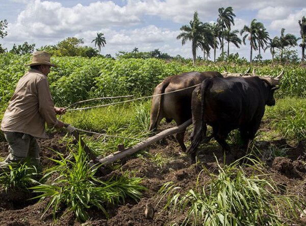 Ley de la Tierra en cronograma legislativo