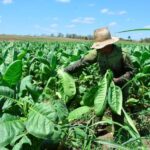 Tabaco con buen aroma