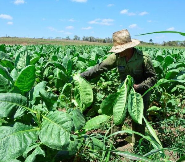 Tabaco con buen aroma