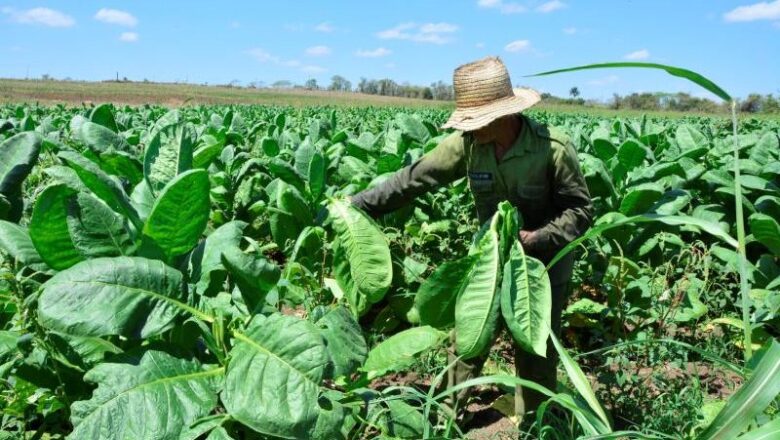 Tabaco con buen aroma