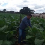 El Potrón: un paraíso tabacalero en Cabaiguán (+ Podcast)