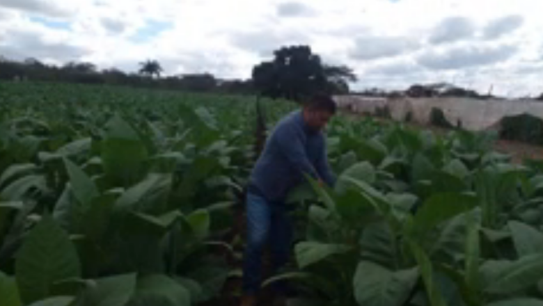 El Potrón: un paraíso tabacalero en Cabaiguán (+ Podcast)