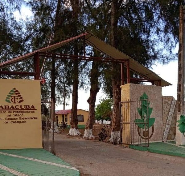 Estación Experimental del Tabaco en Cabaiguán: donde las mujeres llevan las riendas de la investigación (+ Video Podcast)