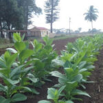 Estación Experimental de Cabaiguán: cuna del tabaco en el centro de Cuba (+ Video Podcast)