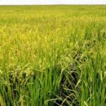 Potencia Cabaiguán programa de arroz popular a pesar de serias limitaciones materiales y de combustibles