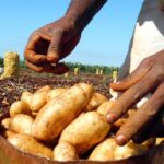 Garantizan productores cabaiguanenses distribución de papa a los consumidores del municipio (+Audio)