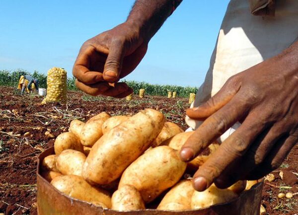 Garantizan productores cabaiguanenses distribución de papa a los consumidores del municipio (+Audio)