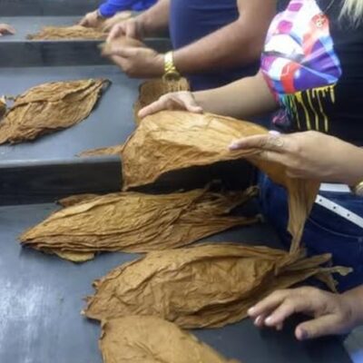 Escogidas gestionadas por productores espirituanos funcionan con saldos favorables