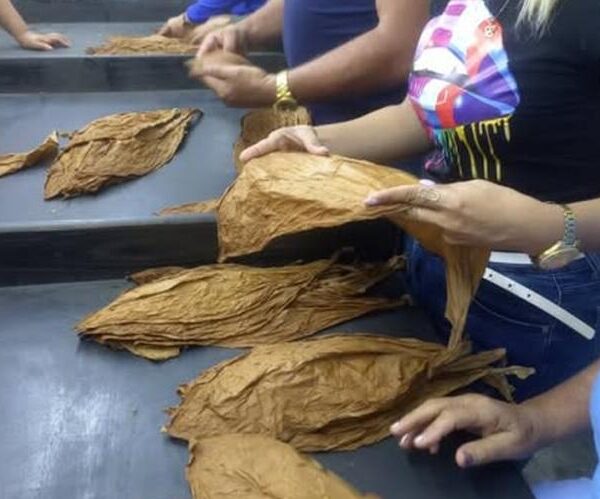 Escogidas gestionadas por productores espirituanos funcionan con saldos favorables