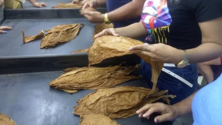 Escogidas gestionadas por productores espirituanos funcionan con saldos favorables