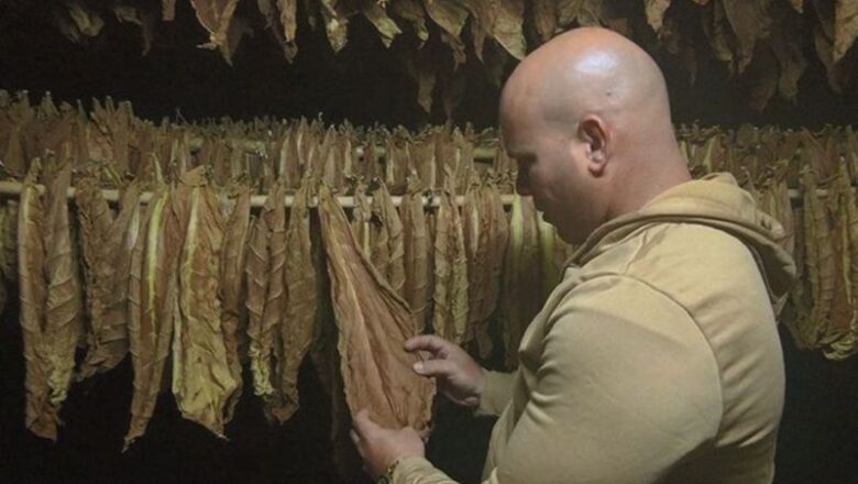 Sancti Spíritus: Tabaco abonado con ciencia