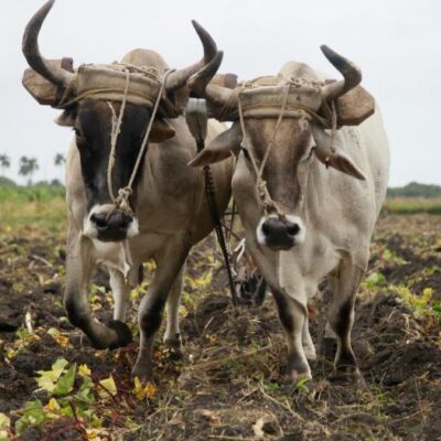 Agricultores espirituanos recuperan la tracción animal