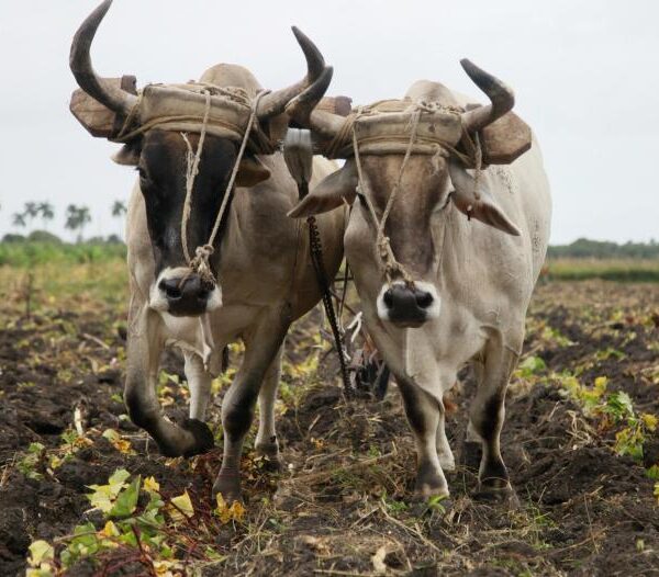 Agricultores espirituanos recuperan la tracción animal