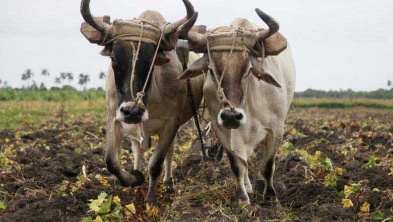 Agricultores espirituanos recuperan la tracción animal