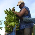 Impulsan en Cabaiguán balance de alimentos y distribución normada de las producciones locales (+Audio)