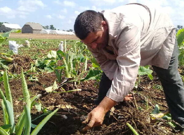Rindió cuentas Empresa Agroindustrial Cabaiguán a Buró Municipal del Partido (+Audio)