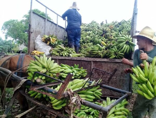 Comercialización de alimentos en Cabaiguán: necesidad de  transitar por senderos más seguros