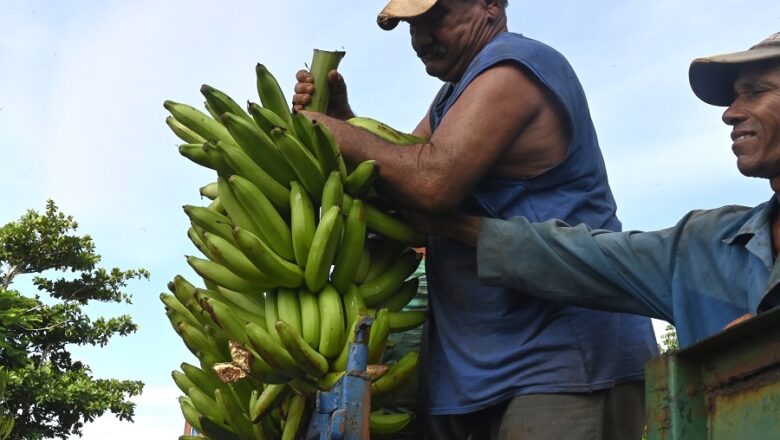 Impulsan en Cabaiguán balance de alimentos y distribución normada de las producciones locales (+Audio)