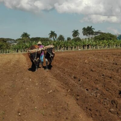 Los bueyes salvan al campo