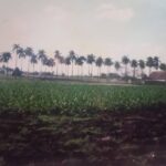 Cabaiguán, eterno productor tabacalero