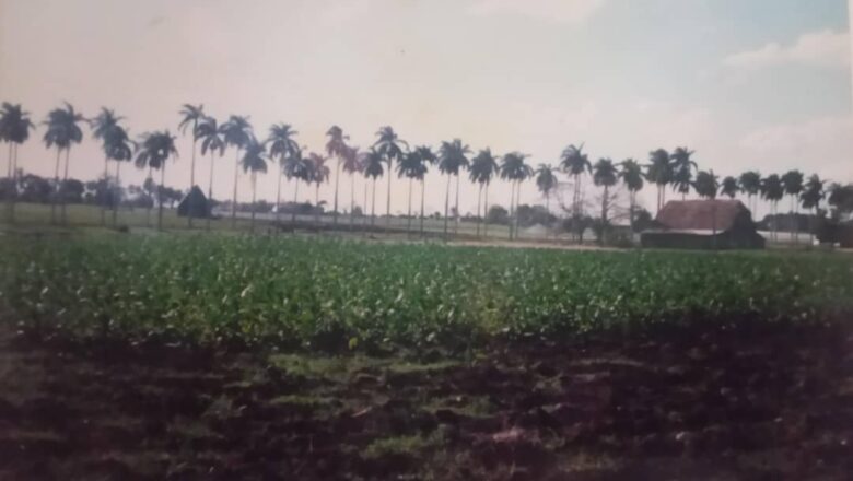 Cabaiguán, eterno productor tabacalero