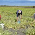 Apuesta Empresa Agroindustrial Cabaiguán por crecimiento económico- productivo en 2026 (+Audio)