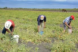 Apuesta Empresa Agroindustrial Cabaiguán por crecimiento económico- productivo en 2026 (+Audio)