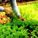Consolida Cabaiguán ruta hacia la soberanía alimentaria (+ Audio)