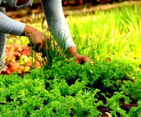 Consolida Cabaiguán ruta hacia la soberanía alimentaria (+ Audio)