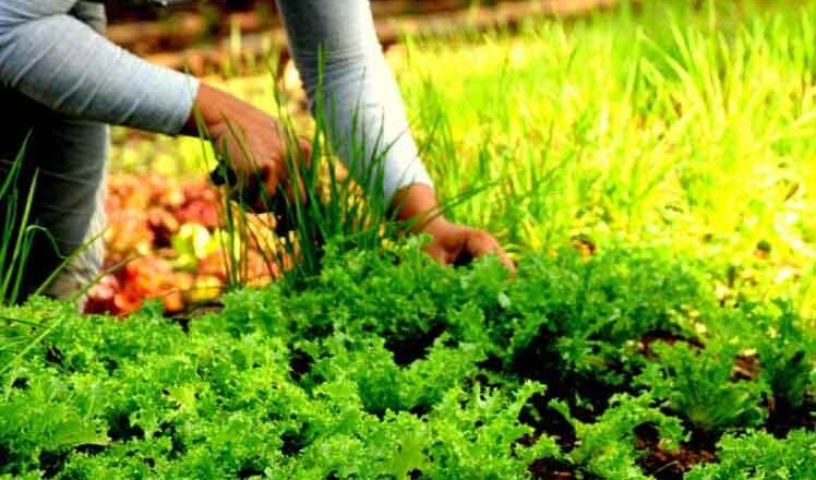 Consolida Cabaiguán ruta hacia la soberanía alimentaria (+ Audio)
